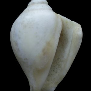 Strombus canarinus