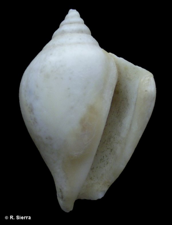 Strombus canarinus