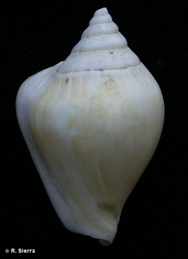 Strombus canarinus