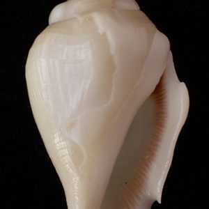 Strombus gibberulus albus