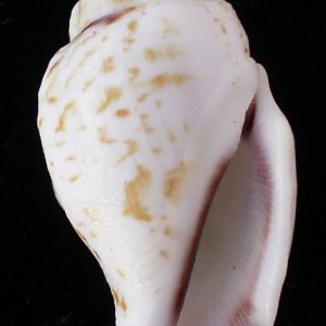 Strombus gibberulus gibbosus