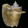 Strombus gigas