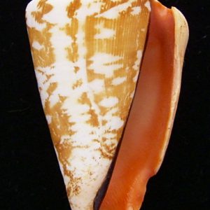 Strombus luhuanus