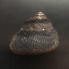 Tegula atra
