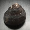 Tegula atra