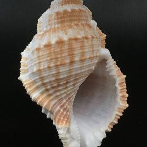 Bufonaria subgranosa