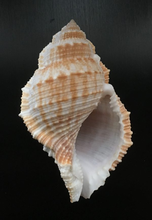 Bufonaria subgranosa