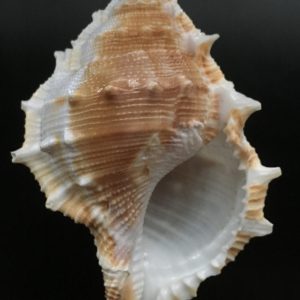 Bufonaria albivaricosa