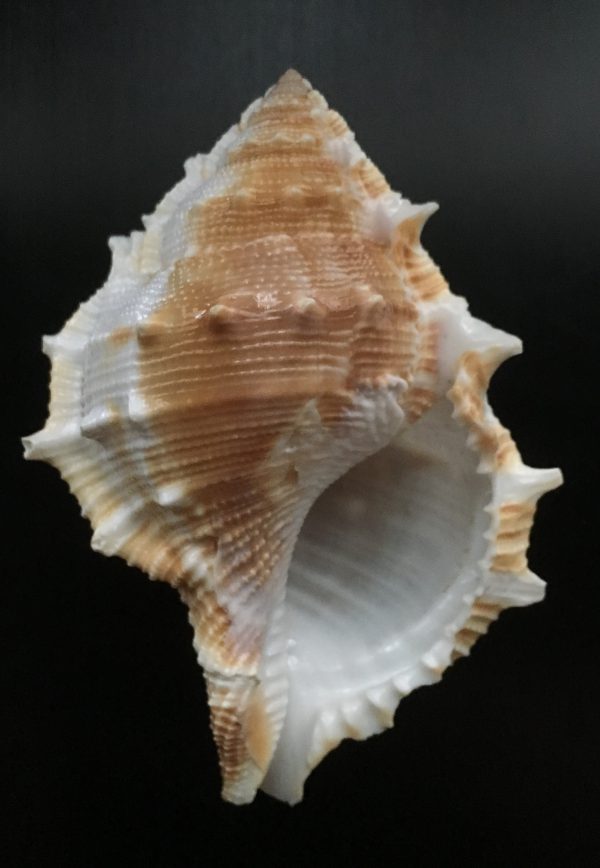 Bufonaria albivaricosa