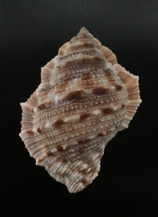 Bufonaria crumena cavitensis