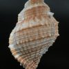 Bufonaria subgranosa