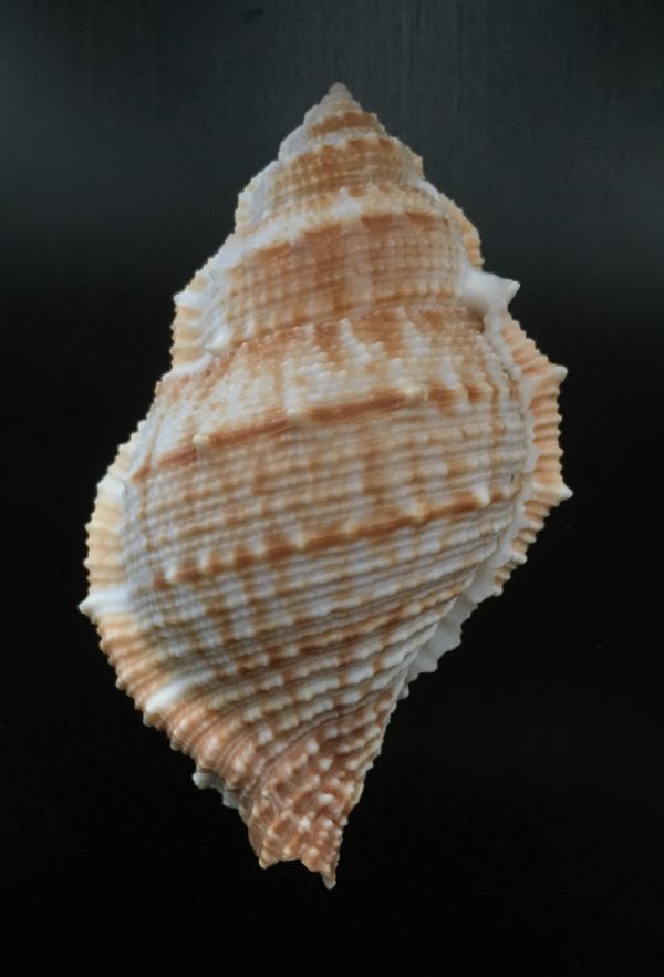 Bufonaria subgranosa