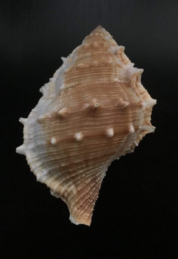 Bufonaria albivaricosa