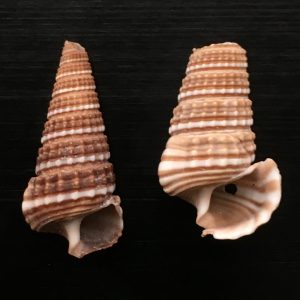 Cerithidea cingulata