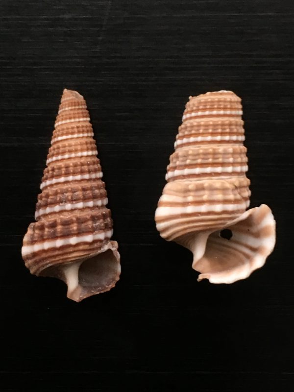 Cerithidea cingulata