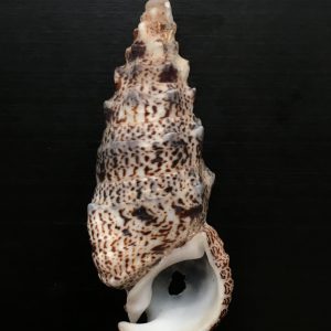 Cerithium aluco