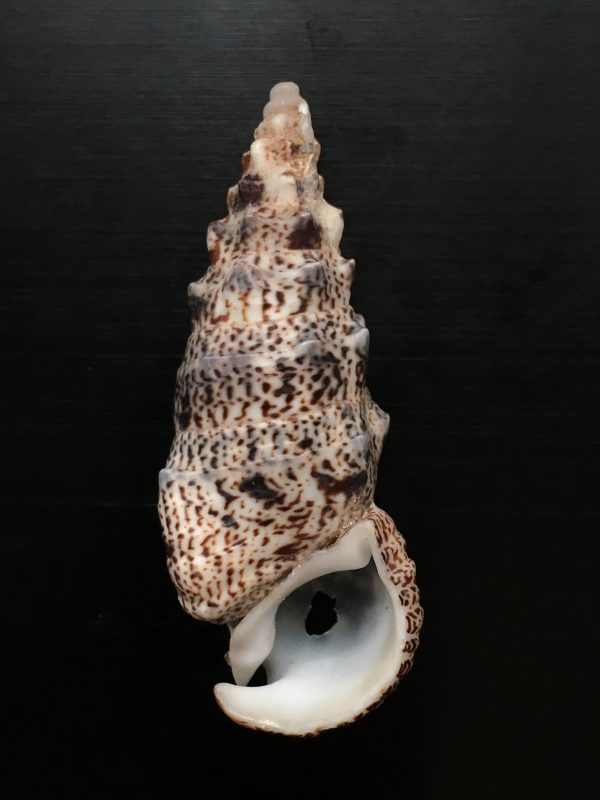 Cerithium aluco