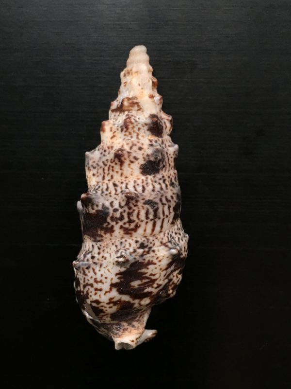 Cerithium aluco