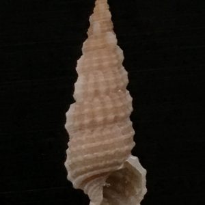 Cerithium eburneum