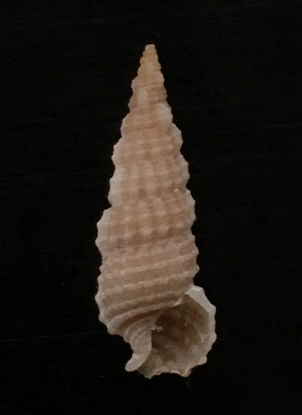 Cerithium eburneum