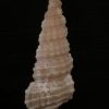 Cerithium eburneum