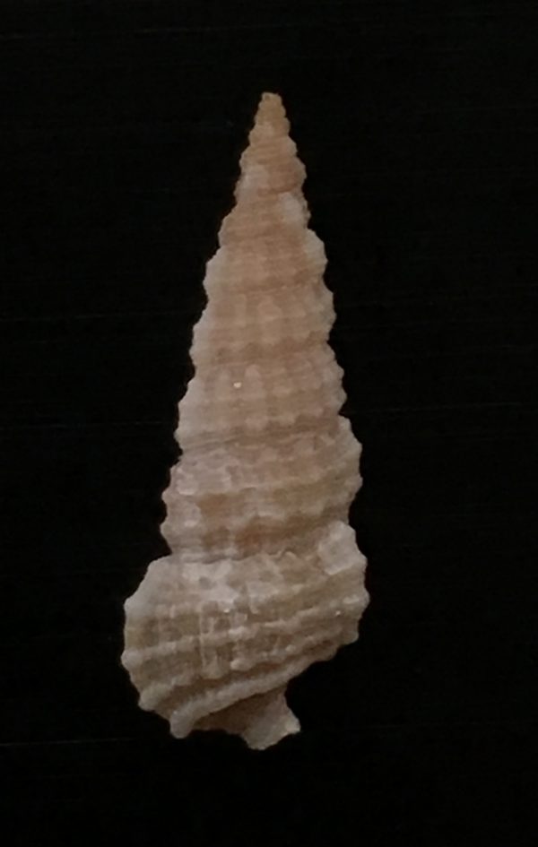 Cerithium eburneum