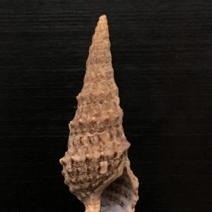 Cerithium vulgatum