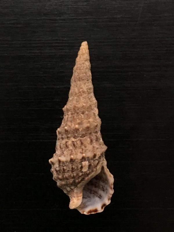 Cerithium vulgatum