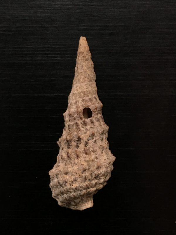 Cerithium vulgatum