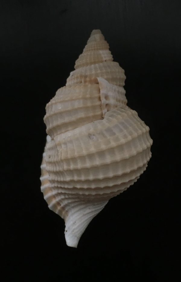 Distorsio reticulata