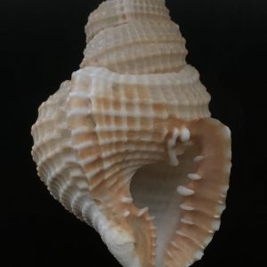 Distorsio reticulata