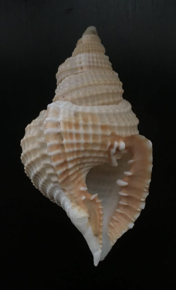 Distorsio reticulata