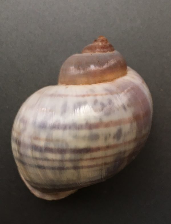 Pomacea paludosa