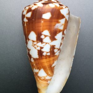 Conus amadis