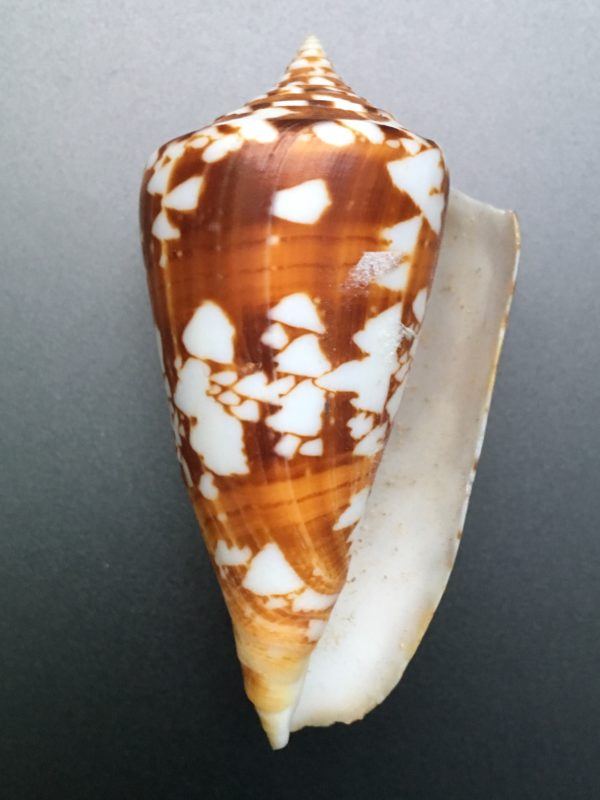 Conus amadis