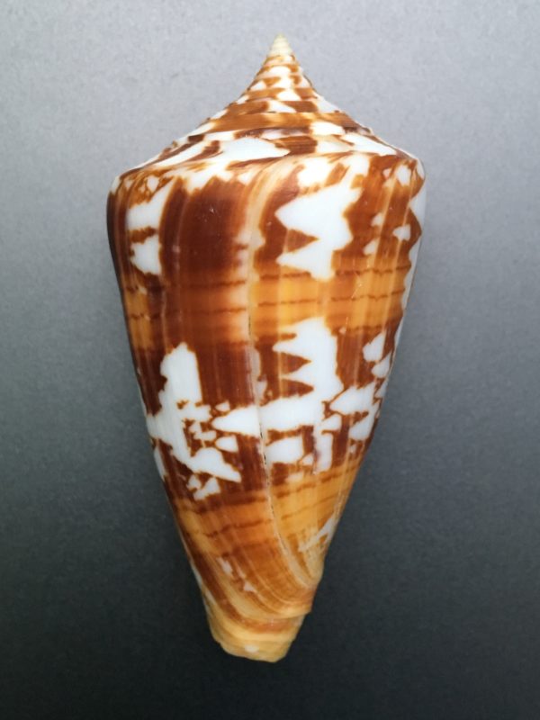 Conus amadis