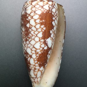 Conus aulicus