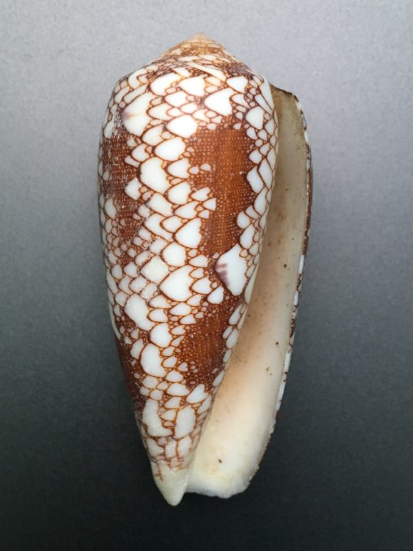 Conus aulicus