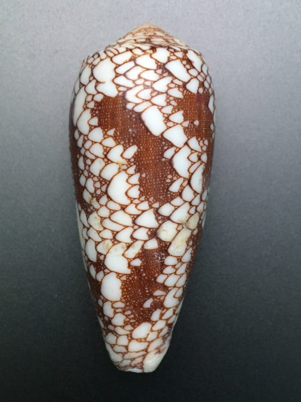 Conus aulicus