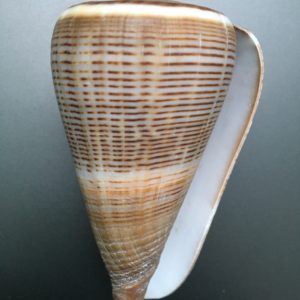 Conus figulinus