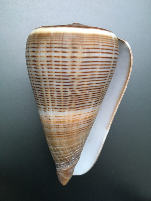 Conus figulinus