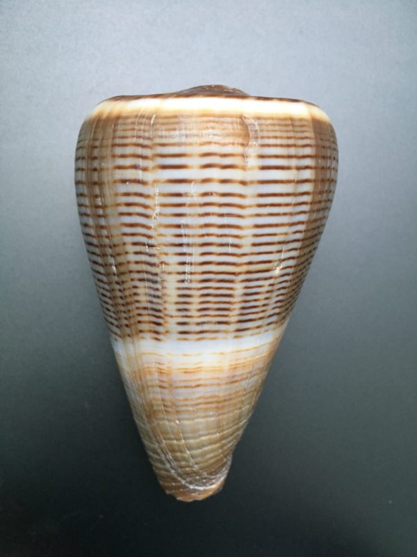 Conus figulinus