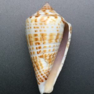 Conus inscriptus