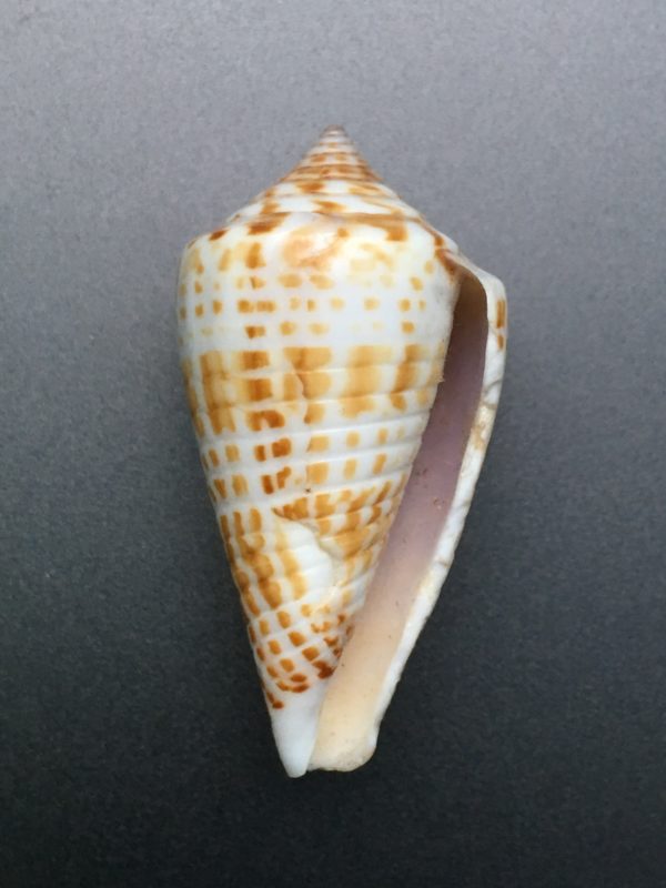 Conus inscriptus