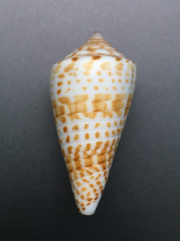 Conus inscriptus