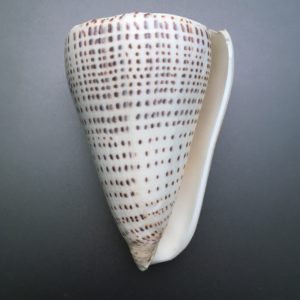 Conus leopardus