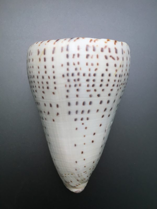 Conus leopardus