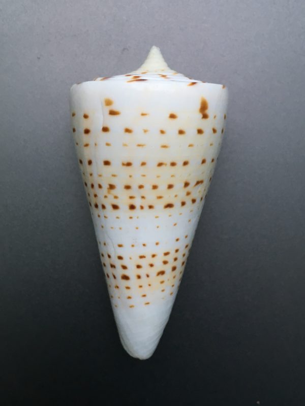 Conus monile