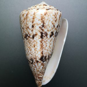 Conus nicobaricus