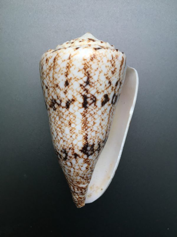 Conus nicobaricus